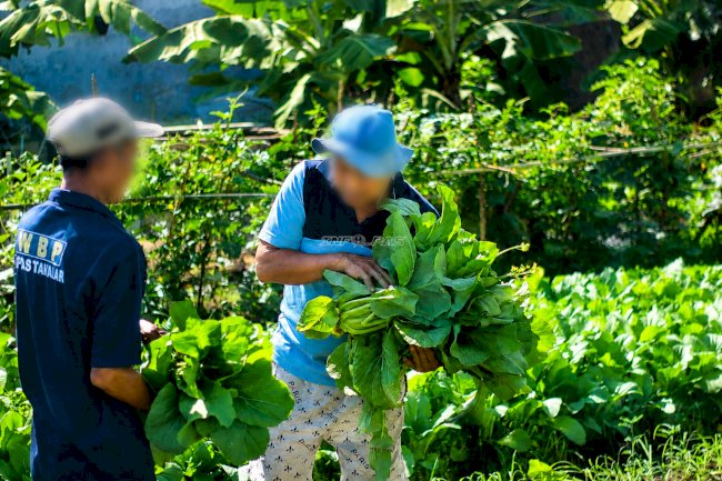 Panen 31 Kg Sawi dan Terung, Lapas Takalar Perkuat Kemandirian Warga Binaan