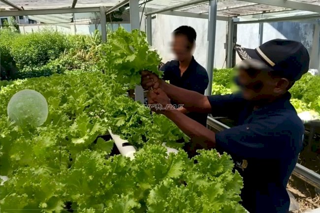 Lapas Amuntai Kembangkan Hidroponik, Panen 10 Kilogram Selada