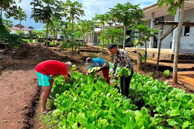 Hasil Ketahanan Pangan Meningkat, Lapas Saumlaki Panen Sawi Melimpah