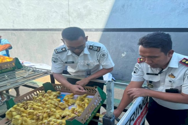 Lapas Mojokerto Perkuat Ketahanan Pangan lewat Pengembangan Peternakan Itik