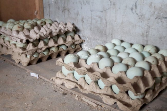 Produktivitas Meningkat Pesat, Panen Telur Bebek Lapas Batulicin Naik Dua Kali Lipat