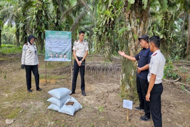 Kompos Lapas Pangkalpinang Uji Kualitas di Kebun Sawit Binaan Lapas Tanjungpandan
