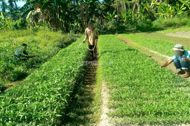 Lapas Piru Intensifkan Perawatan Tanaman demi Panen Berkualitas