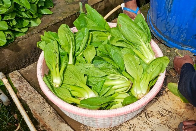 Lapas Tanjung Panen 8 Kilogram Pakcoy Hasil Budidaya Warga Binaan