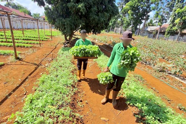 Pembinaan Produktif, Kebun SAE Rutan Pelaihari Panen 30 Ikat Bayam 