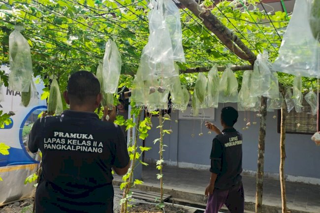 Warga Binaan Lapas Pangkalpinang Kembangkan Kebun Pare Sistem Vertikultur