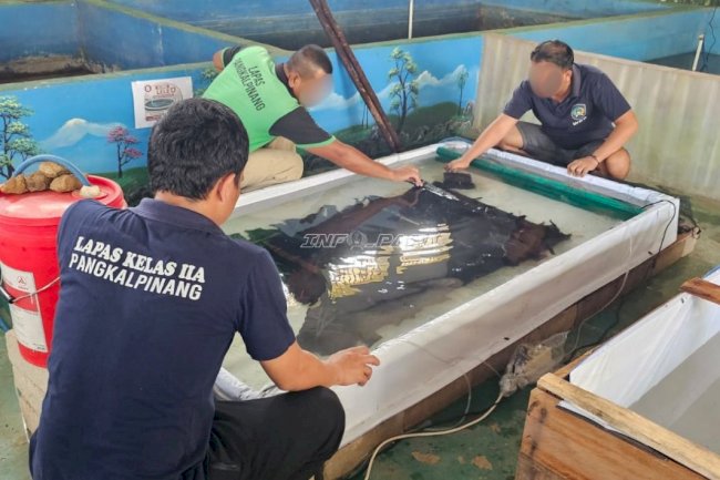 Lapas Pangkalpinang Hasilkan Benih Lele Berkualitas melalui Instalasi Hatchery