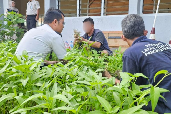 Lapas Pangkalpinang Panen 17 Kilogram Kangkung dari Agroedupark