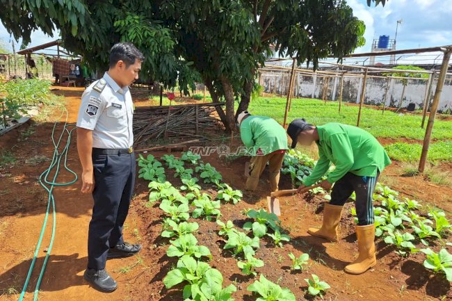 Dari Kebun SAE untuk Kemandirian, Rutan Pelaihari Kembali Panen 28 Ikat Sawi Segar