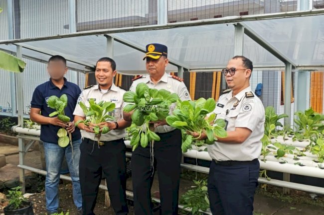 Hijaukan Lapas, Sejahterakan Dapur, Pakcoy Hidroponik Lapas Sarolangun Siap Santap  
