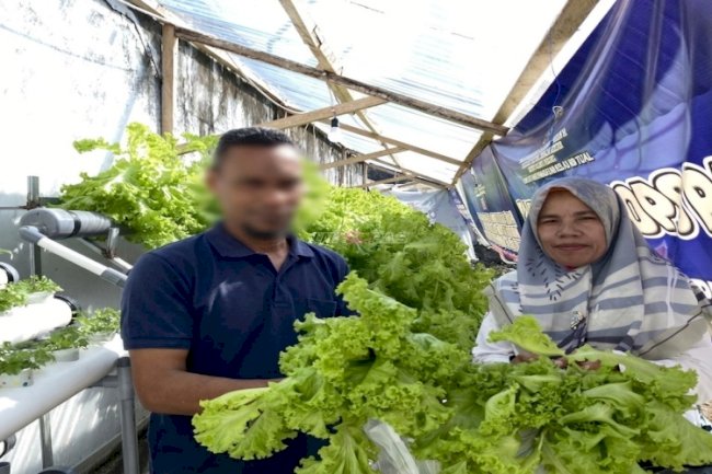 Segar dari Kebun, Hasil Panen Selada Warga Binaan Lapas Tual Langsung Diborong Pengunjung
