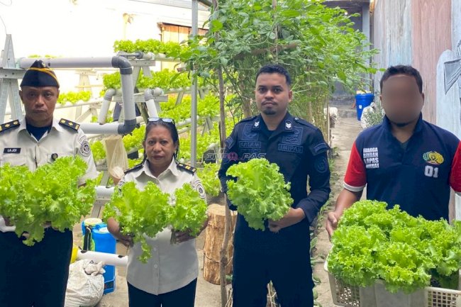 Panen Hidroponik Lapas Wahai Diminati Masyarakat, Pembinaan Kemandirian Warga Binaan Berbuah Hasil