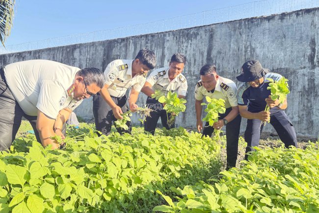 Lapas Labuhan Bilik Panen Bayam dan Kangkung, Vendor Bama Serap Hasil