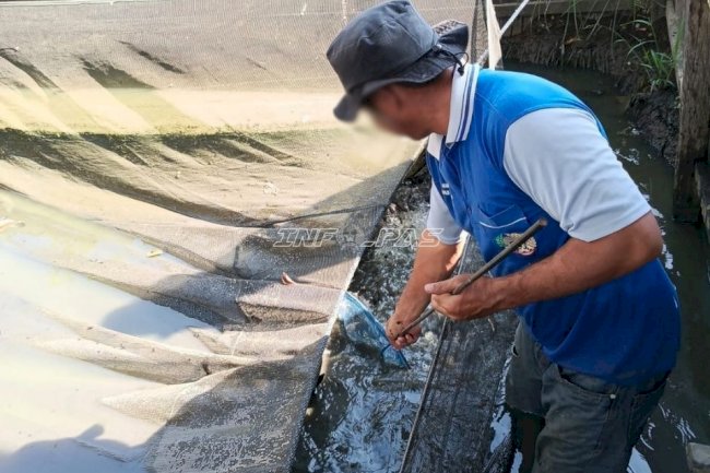 Panen 130 Kg Lele dari SAE 1, Lapas Banjarmasin Perkuat Pembinaan Kemandirian
