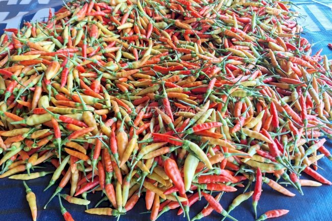 Panen Cabai di SAE, Warga Binaan Rutan Pelaihari Hasilkan Produk Bernilai Jual