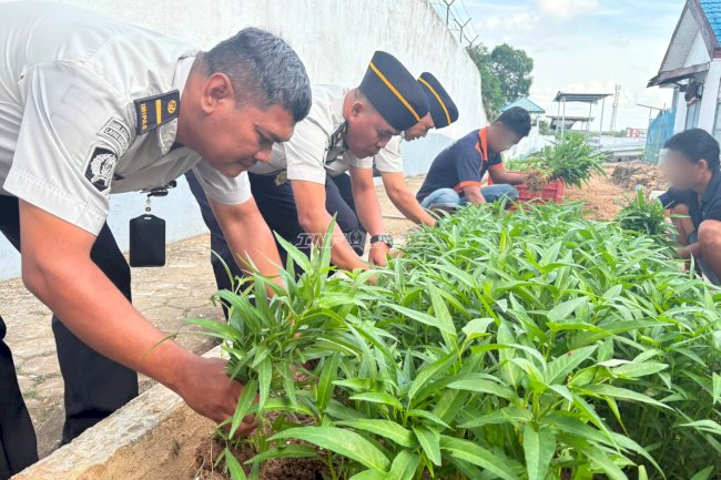 Lapas Kotabaru Panen 35 Kilogram Kangkung Hasil Pembinaan Warga Binaan