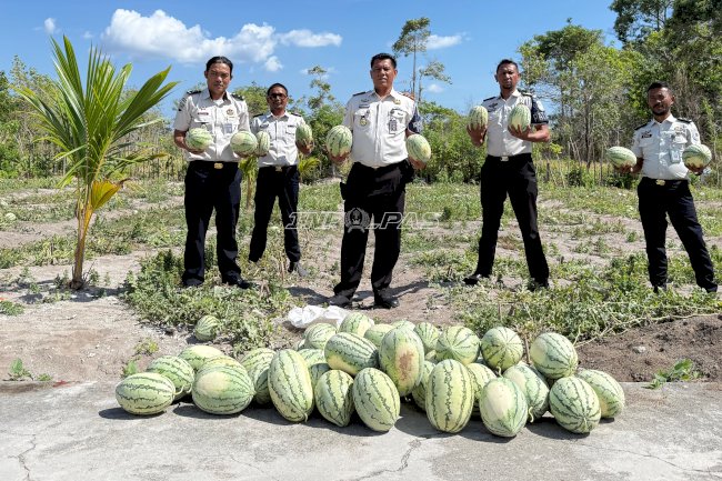 Melimpah, Panen Semangka di Lahan SAE Lapas Namlea Capai 300 Kg