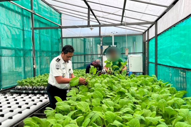 Lapas Luwuk Konsisten Panen Sayur melalui Budidaya Hidroponik Modern