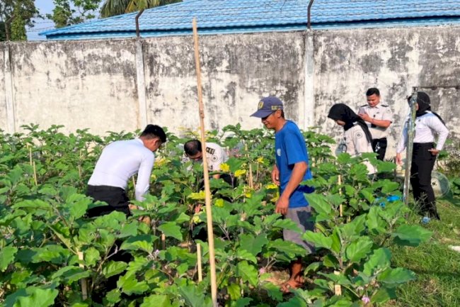 Rutan Barabai Panen 11 Kilogram Terung Ungu, Wujud Nyata Pembinaan dan Ketahanan Pangan