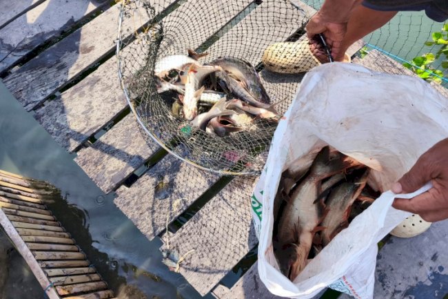 Panen Patin Berkelanjutan, Lapas Amuntai Hasilkan 25 Kilogram untuk Dukung Ketahanan Pangan