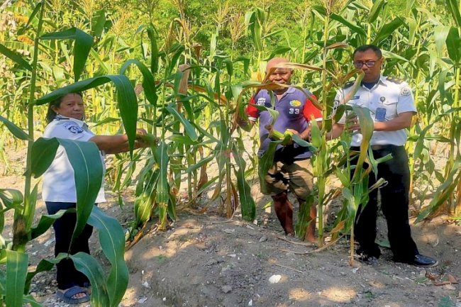 Lapas Wahai Panen Jagung Tahap Akhir, Simbol Konsistensi Pembinaan Kemandirian