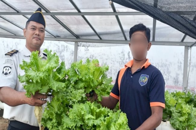 Panen 62 Pcs Selada Hidroponik, Warga Binaan Lapas Kotabaru Asah Keterampilan Pertanian 