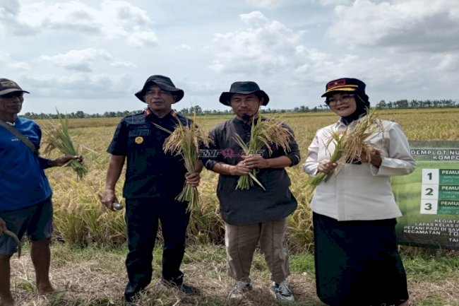 Kompos Lapas Pangkalpinang Terbukti Berkualitas, Dongkrak Hasil Panen Padi Desa Rias