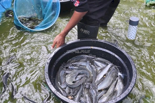 Buah Pembinaan Konsisten, Lapas Batulicin Panen 80 Kilogram Lele