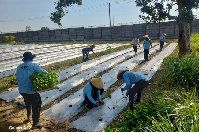 Lapas Terbuka Kendal Tanam 2.160 Bibit Cabai Dukung Ketahanan Pangan
