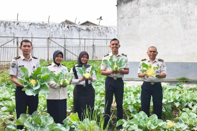Panen Kembang Kol, Rutan Barabai Optimalkan Lahan Ketahanan Pangan