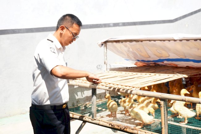 Lapas Mojokerto Kembangkan Peternakan, Lepas 300 Itik ke Kandang Pembesaran