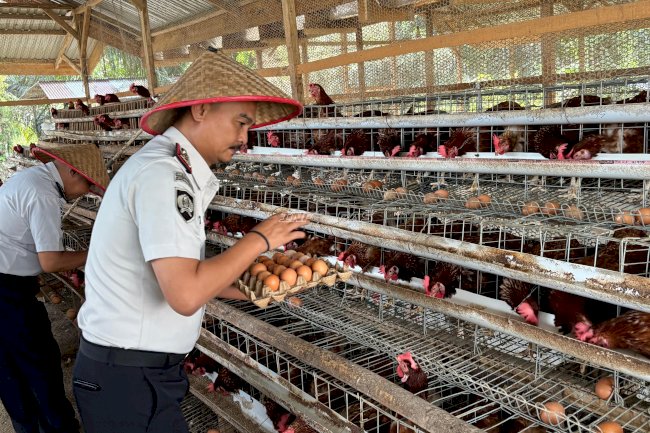 Lapas Muara Tebo Panen Telur, Perkuat Ketahanan Pangan dan Pembinaan Kemandirian