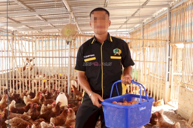 Panen Telur Ayam Lapas Batulicin Melesat, Capai 270 Butir per Hari
