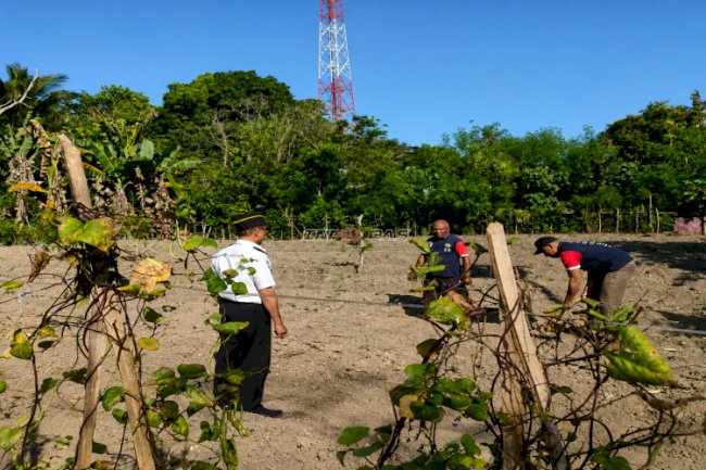 Dukung Ketahanan Pangan, Warga Binaan Lapas Wahai Tanam 3.000 Bibit Tomat