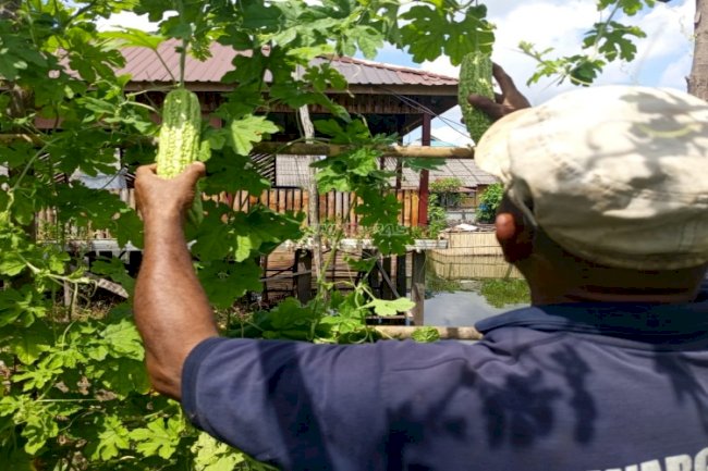 Dukung Ketahanan Pangan, Lapas Amuntai Panen 15 Kg Pare 