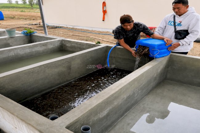 Lapas Terbuka Kendal Kembangkan Budidaya Belut, Dukung Ketahanan Pangan dan Pembinaan Kemandirian