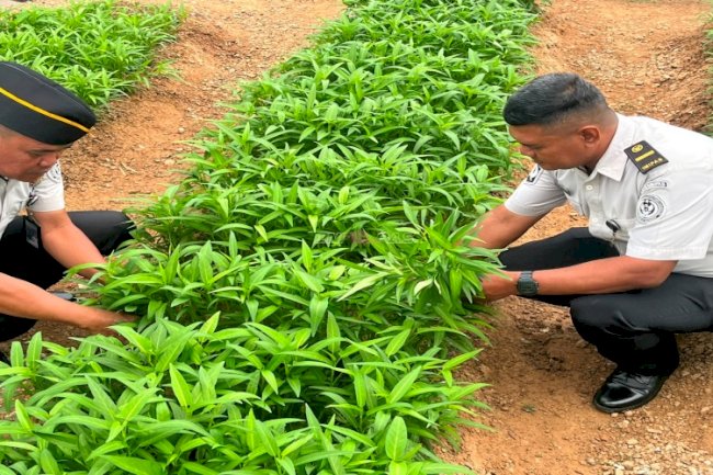 Panen 28 Kilogram Kangkung, Warga Binaan Lapas Kotabaru Terus Tingkatkan Produktivitas Pertanian