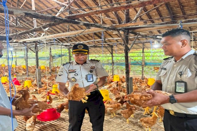 Perkuat Program Ketahanan Pangan, Lapas Kotabaru Survei Budidaya Ayam Petelur di Peternakan H. Baras