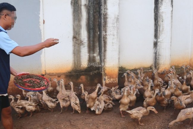 Lapas Batulicin Manfaatkan Maggot sebagai Pakan Bernutrisi bagi Ternak dan Ikan