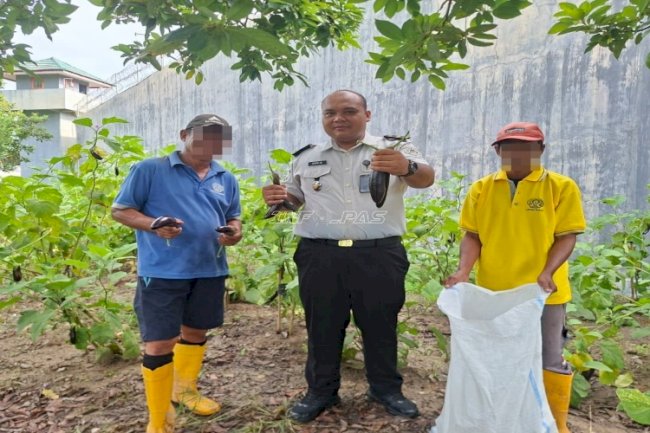 Lahan SAE Jadi Bukti Nyata, Lapas Parigi Sukses Panen Raya 14 Kg Terung