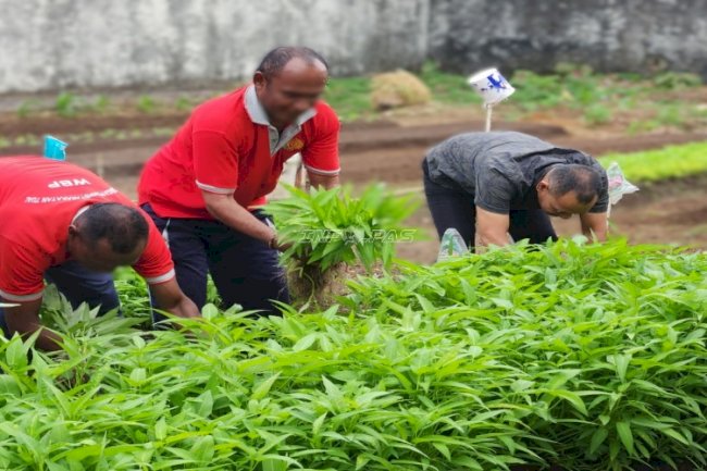 Lapas Tual Panen 29 Kg Kangkung, Wujud Sukses Pembinaan Kemandirian Warga Binaan