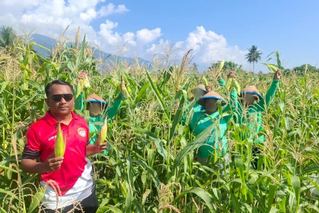 Warga Binaan Lapas Perempuan Palu Panen 50 Kilogram Jagung