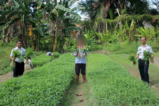 Lapas Piru Panen 44 Ikat Kangkung, Bukti Sukses Ketahanan Pangan dan Pembinaan Kemandirian Warga Binaan