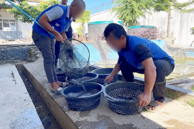 Pembinaan Perikanan Lapas Tanjung Berbuah Panen 30 Kg Lele Berkualitas