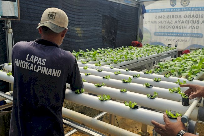 Semai Keterampilan, Warga Binaan Lapas Pangkalpinang Budidaya Selada di Agroedupark
