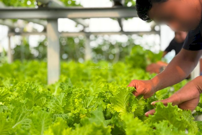 Lapas Kotabaru Panen 23 Pak Selada Hidroponik Hasil Pembinaan Warga Binaan