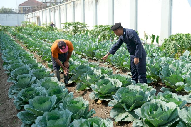 Lapas I Malang Optimalkan Pertanian Brandgang untuk Ketahanan Pangan