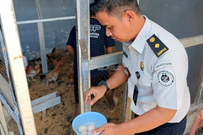 Budidaya Ayam Elba Latih Kemandirian Warga Binaan Lapas Narkotika Karang Intan