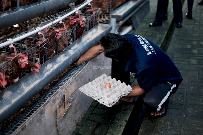 Keterbatasan Bukan Hambatan, Lapas Tabanan Optimalkan Area Sempit untuk Peternakan Ayam Petelur