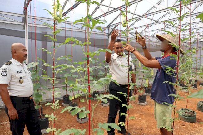 Bangkit dari Gagal Panen, Lapas Tangerang Kembangkan Budidaya Melon dan Semangka